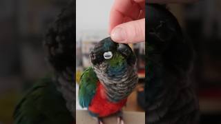 Crimson Bellied Conure Loves Cuddles [upl. by Leighland]