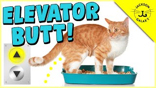 Is Your Cat Peeing Outside the Litter Box [upl. by Alaine659]