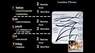 Lumbar Plexus  Everything You Need To Know  Dr Nabil Ebraheim [upl. by Acinonrev]