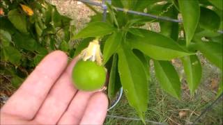 Passion Fruit Plant MayPop Fruit Passiflora incarnata [upl. by Eadith]