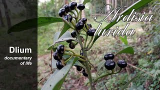 Sacred ardisia Ardisia lurida [upl. by Arykahs]