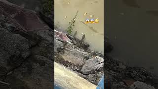 Water snake 🐍😱 पानी वाला सांप 🐍 phonk poison snake poisonousfish watersnake river safety [upl. by Teirtza]