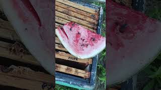 pszczoły nie lubią arbuzów bees dont like watermelons [upl. by Ryan]