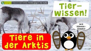 Wie überleben Tiere die eisige Kälte in der Arktis [upl. by Atalee619]