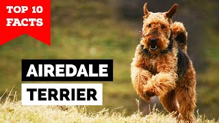 Airedale Terrier  Top 10 Facts [upl. by Francis]