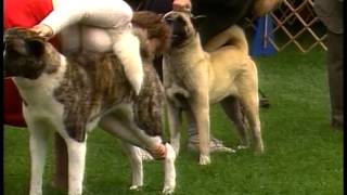 Akita  AKC Dog Breed Series [upl. by Rodney]