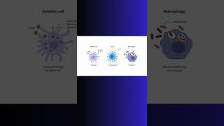 ANTIGEN PRESENTATION and INFLAMMATION inflammation immunity physiology cell biology science [upl. by Sherer]