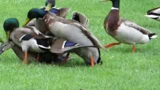 Mallard ducks mate MALLARDS ATTACK A MALLARD HEN [upl. by Idarb240]