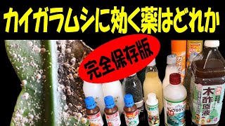 【完全保存版】カイガラムシに効く薬はどれか？ [upl. by Melany989]