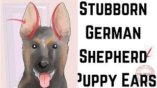 How to Tape Up Stubborn German Shepherd Puppy Ears [upl. by Ulrika]