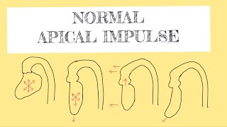 Normal apical impulse [upl. by Flanders463]