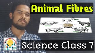 Wool  Animal Fibres  Science  Class 6 amp 7  Pearson [upl. by Amekahs]