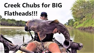 The Best Time to use Creek Chubs for BIG Flatheads [upl. by Mullane]