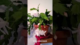 Schlumbergera truncata [upl. by Ahsaekal]