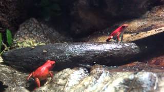 Oophaga pumilio Salt Creek [upl. by Ignatia]