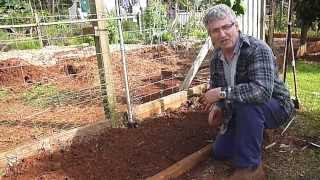 How to Plant and Grow Turmeric [upl. by Nawuq]