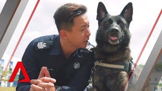 Meet the service dogs of the Singapore Police Forces K9 unit [upl. by Trauner]