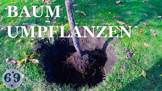 Unser Birnbaum zieht um  Baum umpflanzen  Birnbaum umsetzen [upl. by Alexandre]