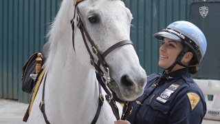 Massachusetts State Police Seek Horse Donations For Mounted Unit [upl. by Eirok]