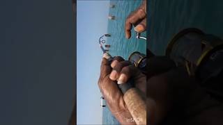 caught in shimano squidgies [upl. by Ollie]