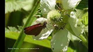 Ancyloxypha nitedula ParanapiacabaSP 29 8 2020 Antonio Silveira videofoto [upl. by Rist963]