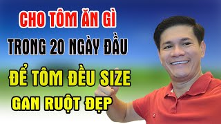 CHO TÔM ĂN GÌ TRONG 20 NGÀY ĐẦU ĐỂ TÔM ĐỀU SIZE VÀ GAN RUỘT KHỎE  Trần Quang Huy Official [upl. by Foulk524]