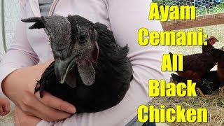 Ayam Cemani  Inside the AllBlack Chicken [upl. by Trant450]