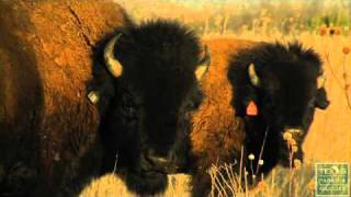 Running with the Bison at Caprock Canyons Texas [upl. by Selinski893]