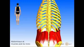 Vidéo sonorisée Les muscles postérieurs du tronc [upl. by Enywad]