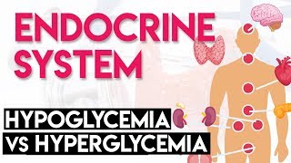 Hypoglycemia vs Hyperglycemia  Endocrine System Part 3 [upl. by Kenley281]