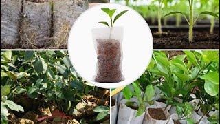 Seed starting bags seedling grow bags tips for starting seedling and transplanting into grow bags [upl. by Gussman]