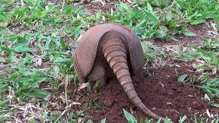 NINEBANDED ARMADILLO digging the ground looking for worms DASYPUS NOVEMCINCTUS TATUGALINHA [upl. by Divadnhoj]