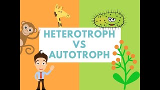 Difference Between Heterotrophs and Autotrophs Difference it [upl. by Huxley]