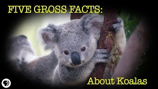 5 Gross Facts About Koalas [upl. by Tiram]