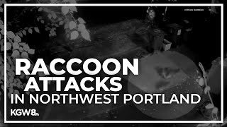 Video shows aggressive raccoon attack in a Northwest Portland neighborhood [upl. by Romona510]