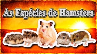 As Espécies de Hamsters [upl. by Adnarom]