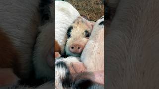 Answering YOUR questions about pigs and farmlife [upl. by Davy]