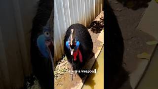 Khuni Pakshi cassowary bird😲 facts shorts ytshort ytshortsvideo facttested [upl. by Mayeda]