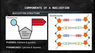 Life Sciences Nucleic Acids Grade 12 [upl. by Spenser]