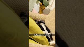 shortvideo funnypetschannel funny petschannel yourcat cat yourpet funnycats [upl. by Gilberto452]