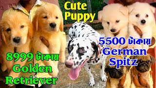 Best Dog Kennel Kolkata। Home Breed Puppy Sell in Kolkata। Low Price Puppy Sell Dankuni। [upl. by Hedges]