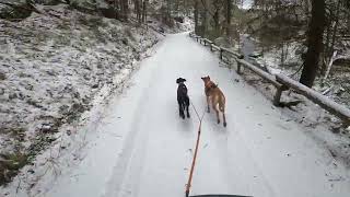 dogscootern im Schnee durchs wilde Kirnitzschtal [upl. by Sordnaxela]