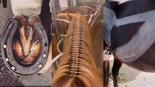 The Most Satisfying Equestrian Compilation 15 [upl. by Volnay]