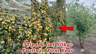 3Tips Get 50 KG Fruit in First Year From Apple Ber Farming [upl. by Savanna]