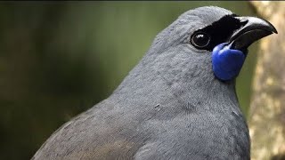 Los cantos de aves más bellos [upl. by Gerdi]