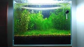 5 Months Update Baby Food Shrimplets Brine Shrimp Infusoria NO filter NO CO2 NO Ferts 5 Gallon [upl. by Ajiak]