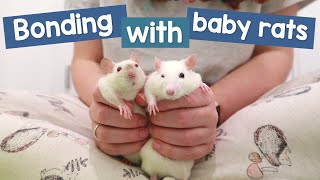 How I Introduced My 3 Younger Rats to My 2 Older Girls [upl. by Ahsinnek]