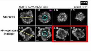 biosights February 21 2011 Curbing the Killer Instinct [upl. by Iredale936]