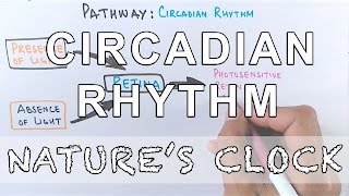 Circadian Rhythm  Pathway of Biological Clock [upl. by Eri]