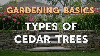 Types of Cedar Trees [upl. by Mientao]